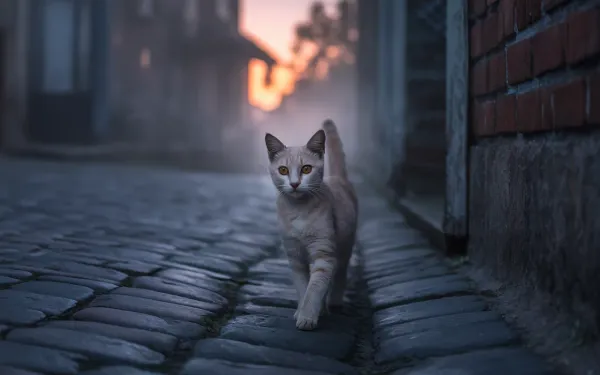 A stray cat with amber eyes following through a misty alley at dusk in a dream